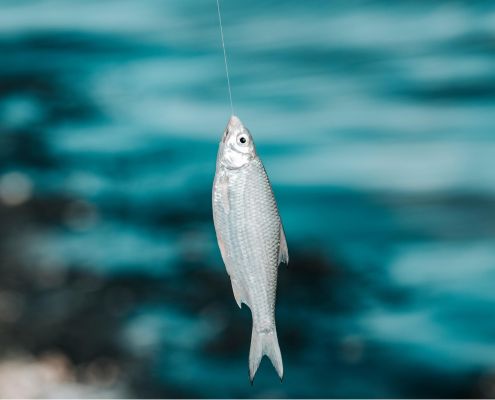 Fish caught on a hook